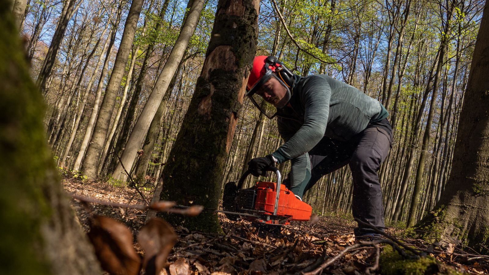 Un bûcheron en casque forestier, visière et protections auditives, coupe à la tronçonneuse au pied d'un tronc dans une forêt de hêtres ensoleillée.